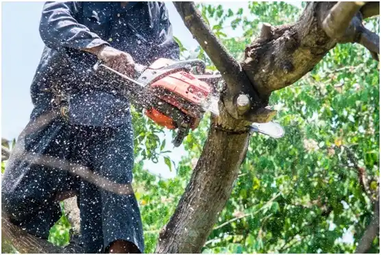 tree services Hudson Bend